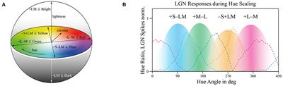 Evidence for human-centric in-vehicle lighting: Part 2—Modeling illumination based on color-opponents